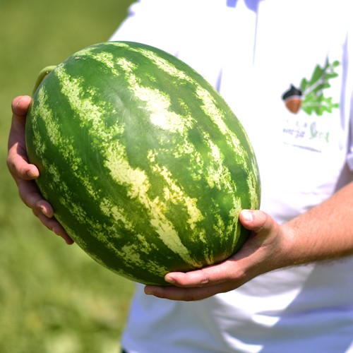 Kocamese Seed-Karpuz Tohumu