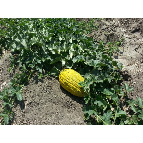 Kocamese Seed-Kavun Tohumu