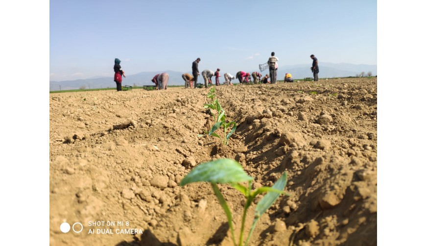 Hibrit Kapya Biber Fidelerimiz Dikildi