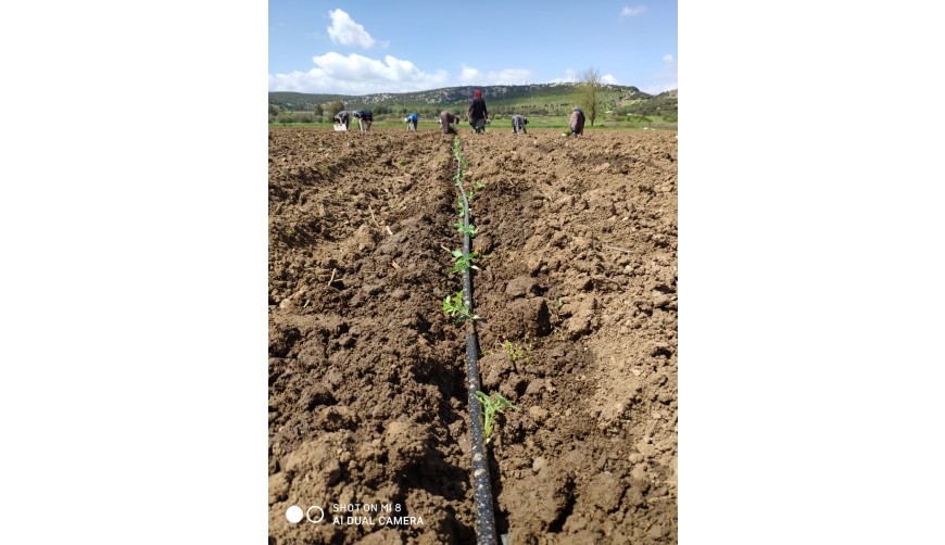 Sanayi Domatesi Deneme Fidelerimiz Dikildi