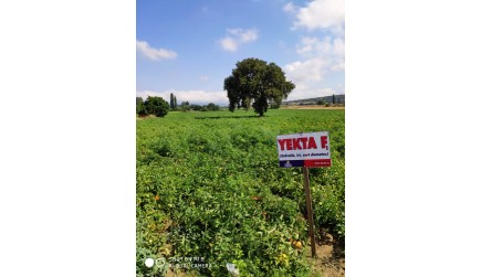 Çanakkale - Eceabat Büyükanafartalar Köyü Tarla Günü