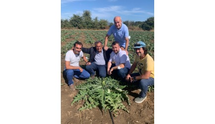 Enginar Hasadında Erkenciyiz