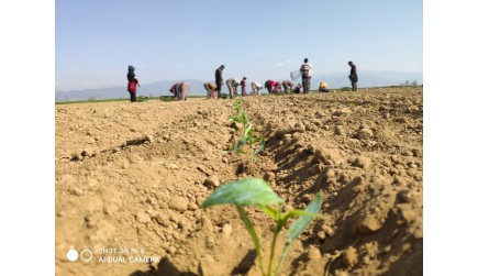 Hibrit Kapya Biber Fidelerimiz Dikildi