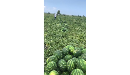 Tarsus  Fiyaka F1 Hasadımız Başladı