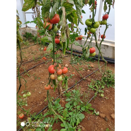 Indeterminate Tomato