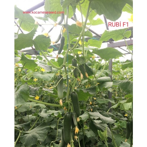 Rubi F1