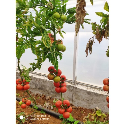 Indeterminate Tomato