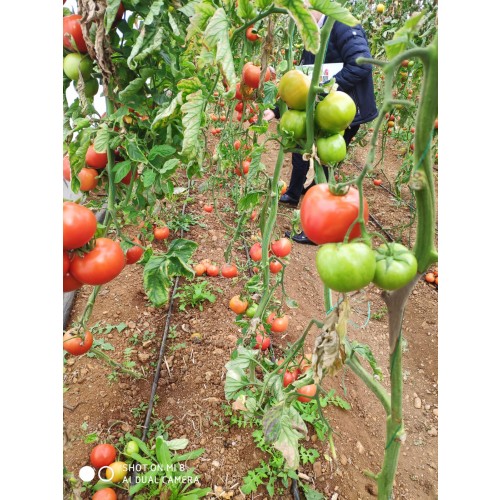 Indeterminate Tomato