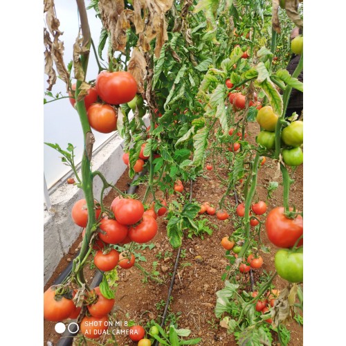 Indeterminate Tomato