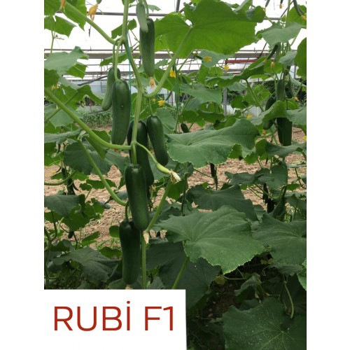 Rubi F1