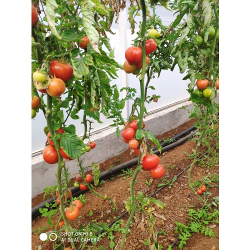 Indeterminate Tomato