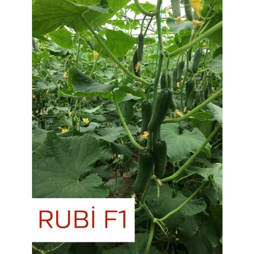 Rubi F1