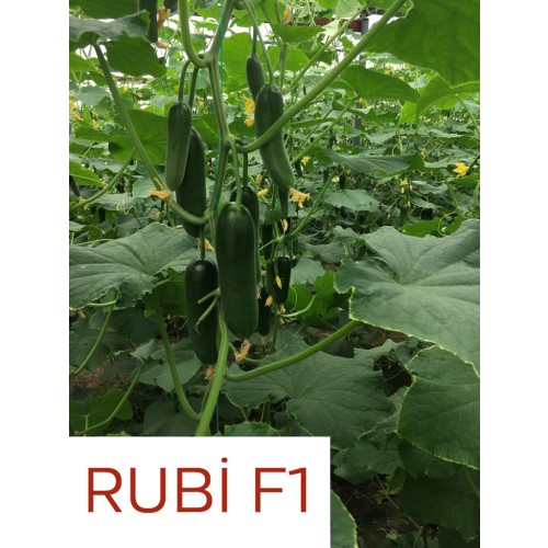 Rubi F1