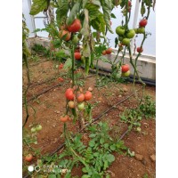 Indeterminate Tomato