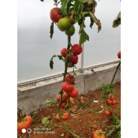 Indeterminate Tomato