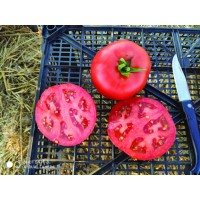 Ferik F1 (10 Numara F1)