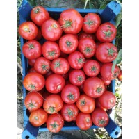 Ferik F1 (10 Numara F1)