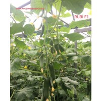 Rubi F1