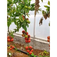 Indeterminate Tomato