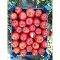 Ferik F1 (10 Numara F1)