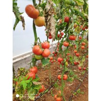 Indeterminate Tomato