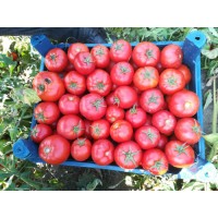 Ferik F1 (10 Numara F1)