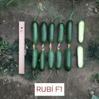 Rubi F1