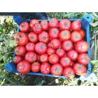 Ferik F1 (10 Numara F1)