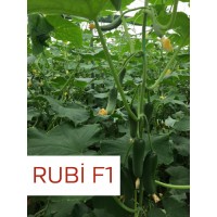 Rubi F1
