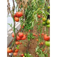 Indeterminate Tomato