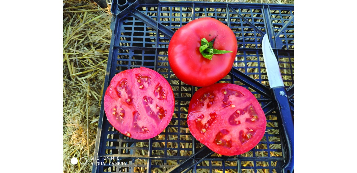 Ferik F1 (10 Numara F1)