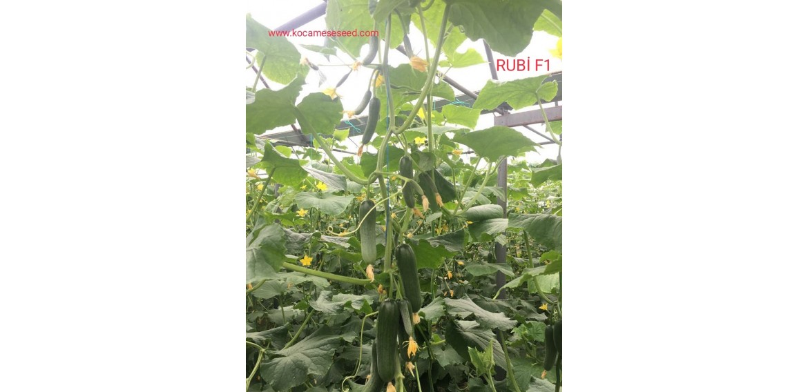 Rubi F1